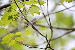 Common firecrest singing on a branch