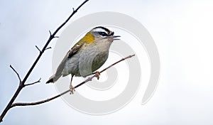 Common firecrest singing on a branch