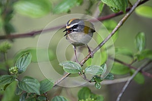 Common firecrest singing on a branch