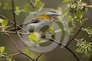 Common firecrest on tree