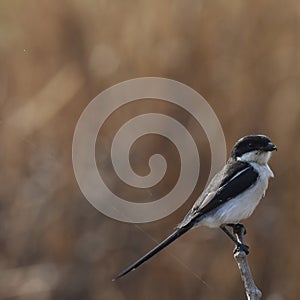 Common Fiscal Shrike on a branch Lanius humeralis photo