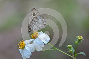 Common Fivering butterfly closeup