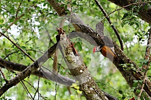 Common flameback birds on the tree in the rain forest