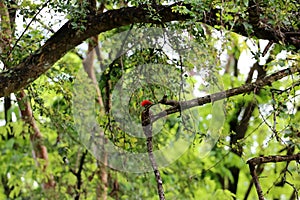 Common flameback birds on the tree in the rain forest
