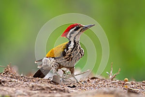 Common flameback, Common goldenback at Kaeng Krachan National Park