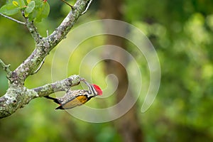 Common Flameback - Dinopium javanense - or Goldenback is a beautiful bird in the woodpecker family Picidae