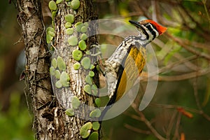 Common Flameback - Dinopium javanense - or Goldenback is a bird in the family Picidae, found in Bangladesh, Brunei, Cambodia,