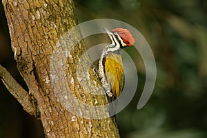 Common Flameback - Dinopium javanense - or Goldenback is a bird in the family Picidae, found in Bangladesh, Brunei, Cambodia, Chin