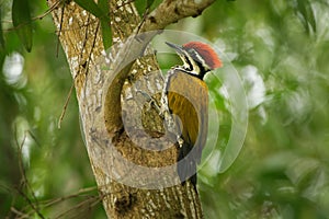 Common Flameback - Dinopium javanense - or Goldenback is a bird in the family Picidae, found in Bangladesh, Brunei, Cambodia, Chin