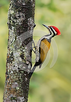 Common Flameback - Dinopium javanense - or Goldenback is a bird in the family Picidae