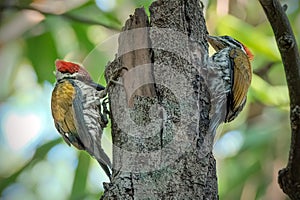 The common flameback (Dinopium javanense)