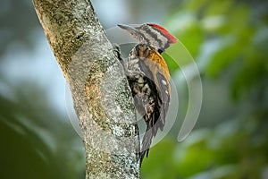 The common flameback (Dinopium javanense)