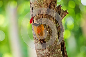 Common Flameback drilled holes in trees