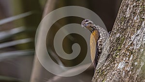 Common Flameback On Tree Trunk