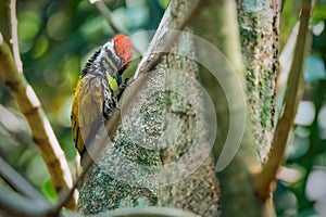 Common flameback woodpecker