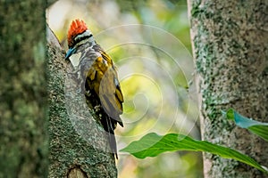 Common flameback woodpecker