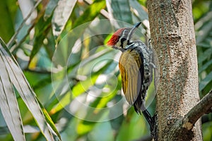 Common flameback woodpecker