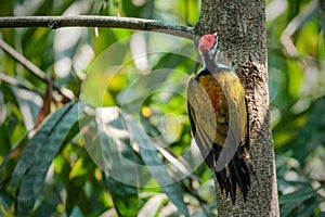 Common flameback woodpecker