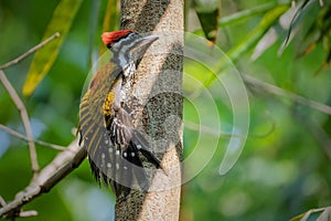 Common flameback woodpecker