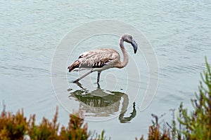 common flamingo bird