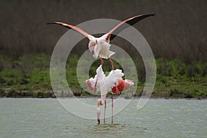 Common flamingo copulation in the Laguna de Fuente de Piedra, Malaga. Spain