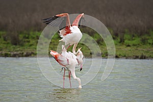 Common flamingo copulation in the Laguna de Fuente de Piedra, Malaga. Spain