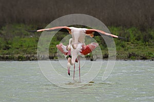 Common flamingo copulation in the Laguna de Fuente de Piedra, Malaga. Spain