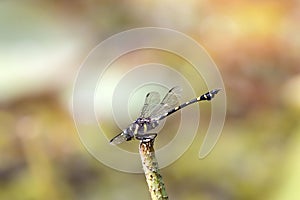 Common flangetail dragonfly, Ictinogomphus decorates