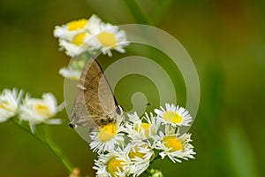 Rapala nissa butterfly nectaring on flower photo