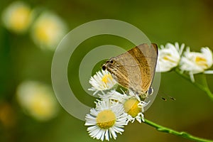 Rapala nissa butterfly nectaring on flower photo