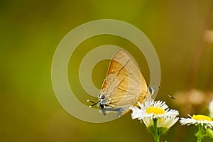 Common flash butterflyn nectaring on flower photo