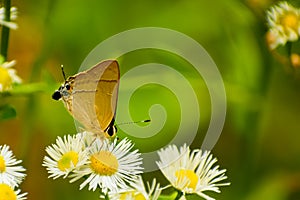 Common flash butterflyn nectaring on flower photo