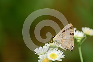 Common flashh butterfly nectaring on flower photo