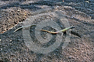 Common flat lizard, Platysaurus intermedius, on rocks in Matopos National Park, Zimbabwe