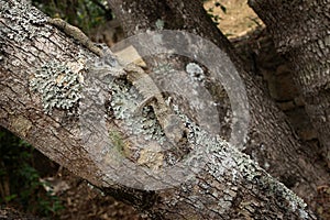 common flat tail gecko, uroplatus fimbriatus