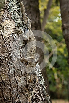 common flat tail gecko, uroplatus fimbriatus