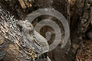 common flat tail gecko, uroplatus fimbriatus