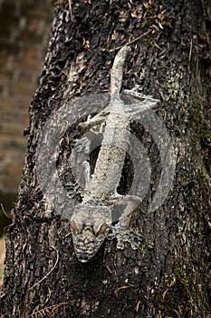 common flat tail gecko, uroplatus fimbriatus