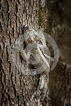 common flat tail gecko, uroplatus fimbriatus