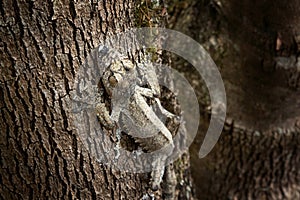 common flat tail gecko, uroplatus fimbriatus