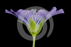 Common Flax (Linum usitatissimum). Flower Closeup