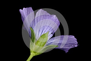 Common Flax (Linum usitatissimum). Flower Closeup