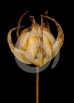 Common Flax (Linum usitatissimum). Mature Fruit Closeup