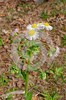 Common fleabane blooming closeup