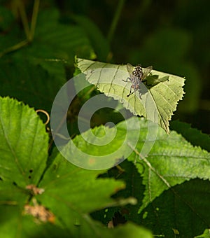 Common Flesh Fly on leaf