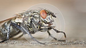 Common flesh-fly - Sarcophagidae