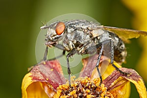 Common flesh-fly - Sarcophagidae