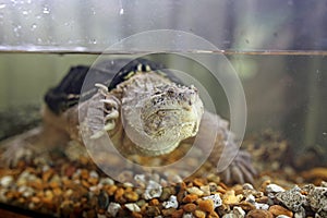 Common Florida Snapping Turtle Swimming in Water in Aquarium Tank
