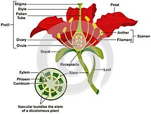Common flower parts infographic diagram