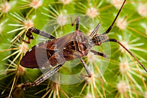 Common flowerbug,